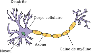 Neurone